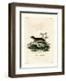 Southern Red-Sided Opossum-null-Framed Giclee Print