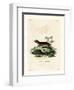 Southern Red-Sided Opossum-null-Framed Giclee Print