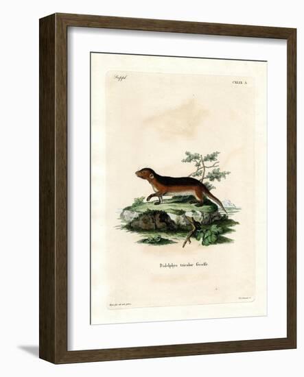 Southern Red-Sided Opossum-null-Framed Giclee Print