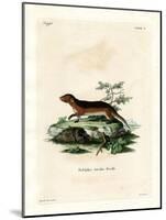 Southern Red-Sided Opossum-null-Mounted Giclee Print