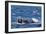 Southern Right Whale (Eubalaena Australis) Being Fed Upon by Kelp Gull (Larus Dominicanus)-Michael Nolan-Framed Photographic Print