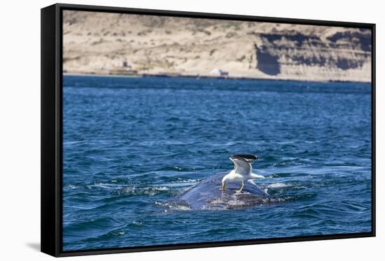 Southern Right Whale (Eubalaena Australis) Being Fed Upon by Kelp Gull (Larus Dominicanus)-Michael Nolan-Framed Stretched Canvas