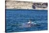 Southern Right Whale (Eubalaena Australis) Being Fed Upon by Kelp Gull (Larus Dominicanus)-Michael Nolan-Stretched Canvas