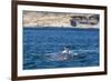 Southern Right Whale (Eubalaena Australis) Being Fed Upon by Kelp Gull (Larus Dominicanus)-Michael Nolan-Framed Photographic Print