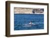 Southern Right Whale (Eubalaena Australis) Being Fed Upon by Kelp Gull (Larus Dominicanus)-Michael Nolan-Framed Photographic Print