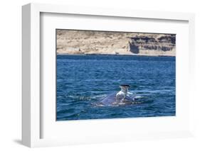 Southern Right Whale (Eubalaena Australis) Being Fed Upon by Kelp Gull (Larus Dominicanus)-Michael Nolan-Framed Photographic Print