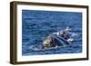 Southern Right Whale (Eubalaena Australis) Calf Being Fed Upon by Kelp Gull (Larus Dominicanus)-Michael Nolan-Framed Photographic Print