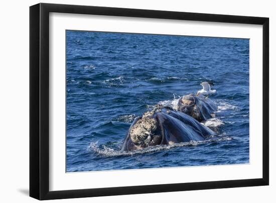 Southern Right Whale (Eubalaena Australis) Calf Being Fed Upon by Kelp Gull (Larus Dominicanus)-Michael Nolan-Framed Photographic Print