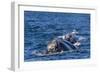 Southern Right Whale (Eubalaena Australis) Calf Being Fed Upon by Kelp Gull (Larus Dominicanus)-Michael Nolan-Framed Photographic Print