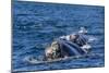 Southern Right Whale (Eubalaena Australis) Calf Being Fed Upon by Kelp Gull (Larus Dominicanus)-Michael Nolan-Mounted Photographic Print