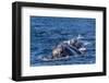 Southern Right Whale (Eubalaena Australis) Calf Being Fed Upon by Kelp Gull (Larus Dominicanus)-Michael Nolan-Framed Photographic Print