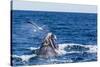 Southern Right Whale (Eubalaena Australis) Calf Being Harassed by Kelp Gull (Larus Dominicanus)-Michael Nolan-Stretched Canvas