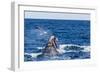 Southern Right Whale (Eubalaena Australis) Calf Being Harassed by Kelp Gull (Larus Dominicanus)-Michael Nolan-Framed Photographic Print