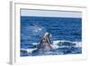 Southern Right Whale (Eubalaena Australis) Calf Being Harassed by Kelp Gull (Larus Dominicanus)-Michael Nolan-Framed Photographic Print