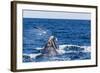 Southern Right Whale (Eubalaena Australis) Calf Being Harassed by Kelp Gull (Larus Dominicanus)-Michael Nolan-Framed Photographic Print