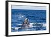 Southern Right Whale (Eubalaena Australis) Calf Being Harassed by Kelp Gull (Larus Dominicanus)-Michael Nolan-Framed Photographic Print