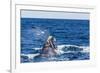 Southern Right Whale (Eubalaena Australis) Calf Being Harassed by Kelp Gull (Larus Dominicanus)-Michael Nolan-Framed Photographic Print