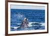 Southern Right Whale (Eubalaena Australis) Calf Being Harassed by Kelp Gull (Larus Dominicanus)-Michael Nolan-Framed Photographic Print