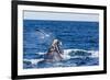 Southern Right Whale (Eubalaena Australis) Calf Being Harassed by Kelp Gull (Larus Dominicanus)-Michael Nolan-Framed Photographic Print