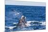 Southern Right Whale (Eubalaena Australis) Calf Being Harassed by Kelp Gull (Larus Dominicanus)-Michael Nolan-Mounted Photographic Print