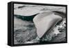 Southern Right Whale Fluke-James White-Framed Stretched Canvas