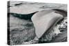 Southern Right Whale Fluke-James White-Stretched Canvas