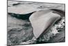 Southern Right Whale Fluke-James White-Mounted Photographic Print