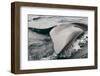 Southern Right Whale Fluke-James White-Framed Photographic Print