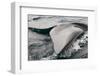 Southern Right Whale Fluke-James White-Framed Photographic Print