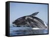 Southern Right Whale off Peninsula Valdes, Patagonia-Paul Souders-Framed Stretched Canvas