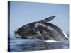 Southern Right Whale off Peninsula Valdes, Patagonia-Paul Souders-Stretched Canvas