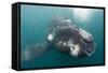 Southern Right Whale Off Peninsula Valdes, Patagonia-Paul Souders-Framed Stretched Canvas