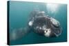 Southern Right Whale Off Peninsula Valdes, Patagonia-Paul Souders-Stretched Canvas