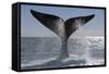 Southern Right Whale Off Peninsula Valdes, Patagonia-Paul Souders-Framed Stretched Canvas
