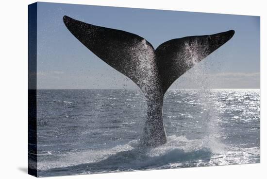 Southern Right Whale Off Peninsula Valdes, Patagonia-Paul Souders-Stretched Canvas