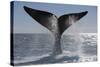 Southern Right Whale Off Peninsula Valdes, Patagonia-Paul Souders-Stretched Canvas
