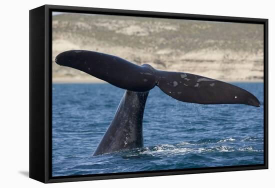 Southern Right Whale Off Peninsula Valdes, Patagonia-Paul Souders-Framed Stretched Canvas