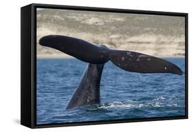 Southern Right Whale Off Peninsula Valdes, Patagonia-Paul Souders-Framed Stretched Canvas