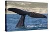 Southern Right Whale Off Peninsula Valdes, Patagonia-Paul Souders-Stretched Canvas