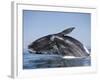 Southern Right Whale off Peninsula Valdes, Patagonia-Paul Souders-Framed Photographic Print