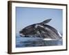 Southern Right Whale off Peninsula Valdes, Patagonia-Paul Souders-Framed Photographic Print