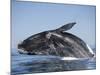 Southern Right Whale off Peninsula Valdes, Patagonia-Paul Souders-Mounted Photographic Print