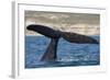 Southern Right Whale Off Peninsula Valdes, Patagonia-Paul Souders-Framed Photographic Print