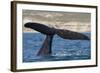 Southern Right Whale Off Peninsula Valdes, Patagonia-Paul Souders-Framed Photographic Print