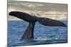 Southern Right Whale Off Peninsula Valdes, Patagonia-Paul Souders-Mounted Photographic Print