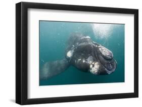 Southern Right Whale Off Peninsula Valdes, Patagonia-Paul Souders-Framed Photographic Print