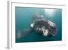 Southern Right Whale Off Peninsula Valdes, Patagonia-Paul Souders-Framed Photographic Print