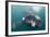 Southern Right Whale Off Peninsula Valdes, Patagonia-Paul Souders-Framed Photographic Print