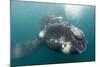 Southern Right Whale Off Peninsula Valdes, Patagonia-Paul Souders-Mounted Photographic Print