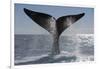 Southern Right Whale Off Peninsula Valdes, Patagonia-Paul Souders-Framed Photographic Print